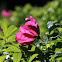 Common Wild Rose