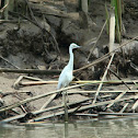 Little Blue Heron(juvenile)