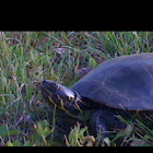 Painted turtle