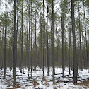 Loblolly Pine
