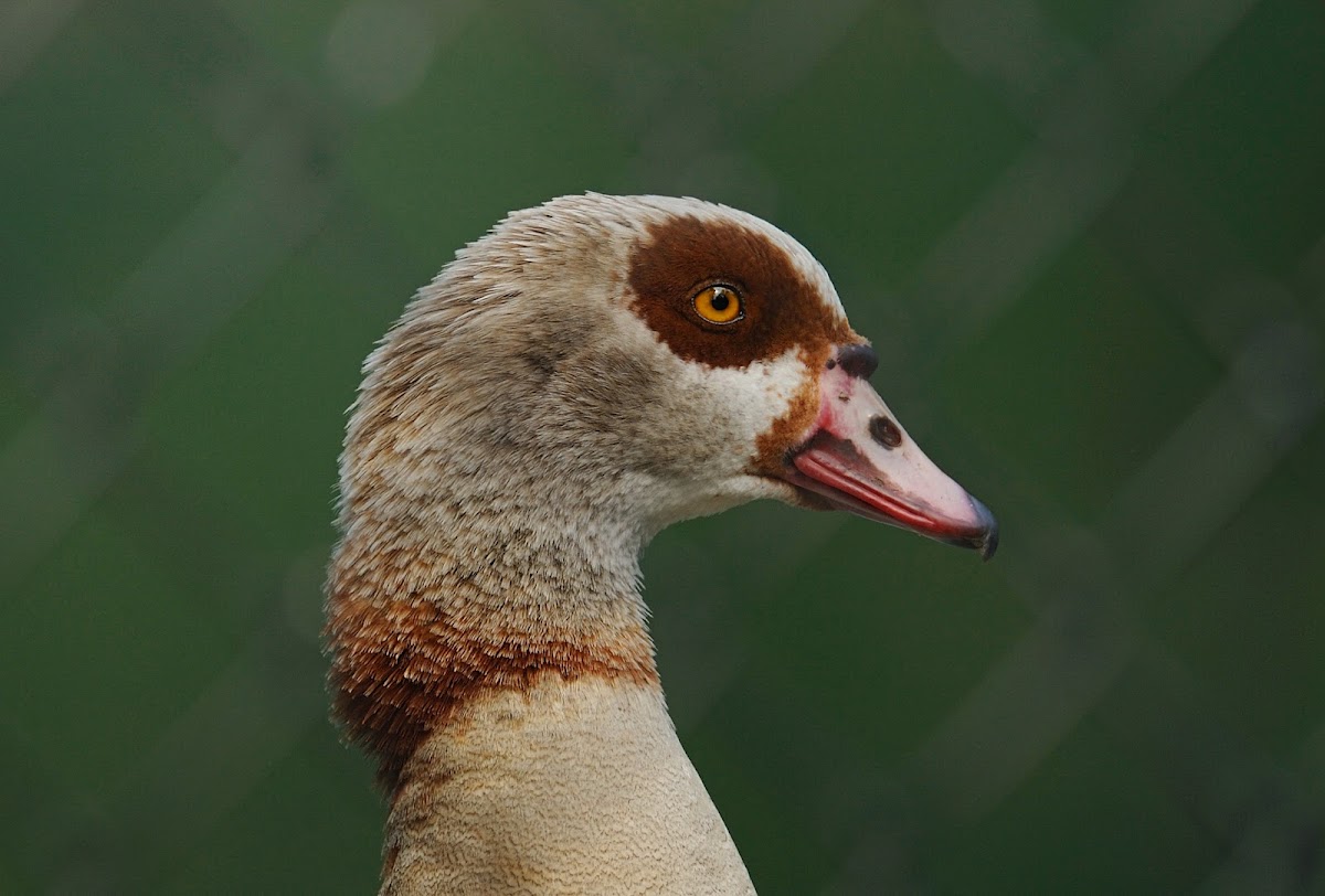 Egyptian Goose (domestic)