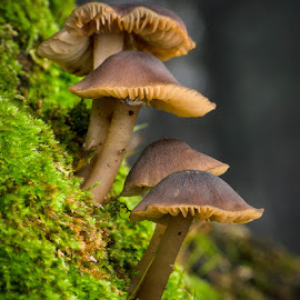 by Derek Hauffe - Nature Up Close Mushrooms & Fungi
