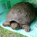 Snapping Turtle
