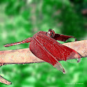 Fulvous Forest Skimmer