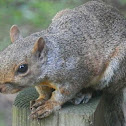 Eastern Gray Squirrel