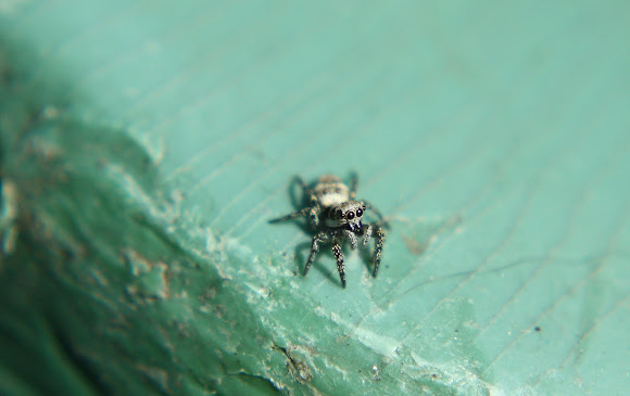 Spotting Image 1