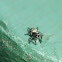 Zebra jumping spider