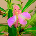 Garden Balsam