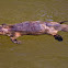 Platypus