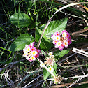 West Indian Lantana