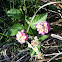 West Indian Lantana