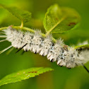 Hickory Tussock Moth
