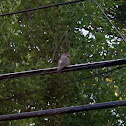 Northern Flicker
