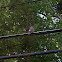 Northern Flicker