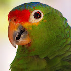 Red-lored Amazon