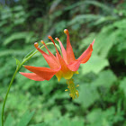 Red Columbine