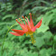Red Columbine