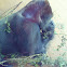 Silverback Gorilla