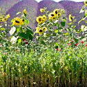 Poppies, Sunflower and Lavender