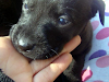 Regalo Cachorritos