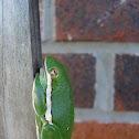 American Green Tree Frog