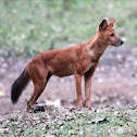 dhole