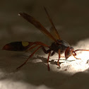 Paper wasp