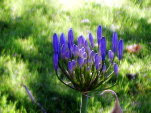 Spotting Image 1