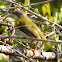Yellow-breasted Apalis
