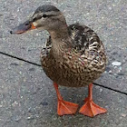 Mallard duck