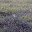 Skylark