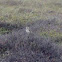 Skylark