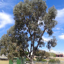 tuart tree