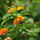 Eastern Carpenter Bee