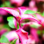 Joseph's Coat plant