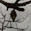 Bagworm