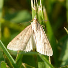 Crambid moth