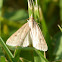 Crambid moth