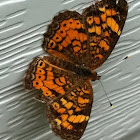 Pearl Crescent