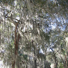 Spanish Moss