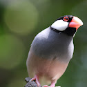 Java Sparrow (Black)