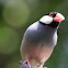 Java Sparrow (Black)