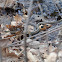 Common Garter Snake