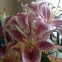 Stargazer Lilies