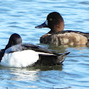 Lesser scaup or blue bill duck