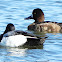 Lesser scaup or blue bill duck
