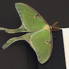Luna moth