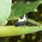 Membracis Planthopper