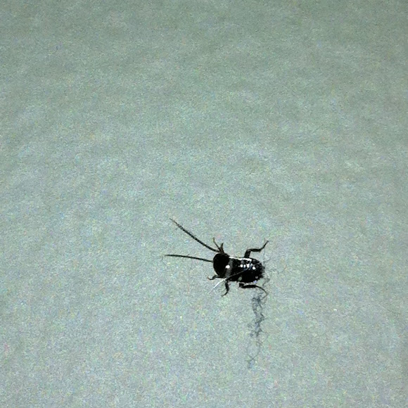 Spotting Image 1
