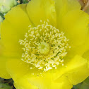 Delicate Prickly Pear